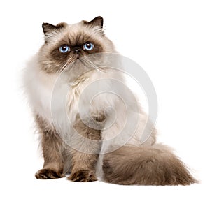 Cute 1 year old seal colourpoint persian cat