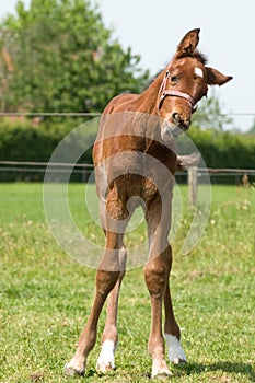 Cute 10 day old foal looking funny