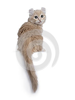 Cute 10 weeks old cream American Curl cat kitten, Isolated on white.