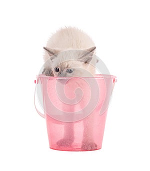 Cute 2 month old Sacred Burma kitten in a pink beach bucket