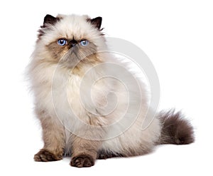 Cute 3 month old persian seal colourpoint kitten is sitting