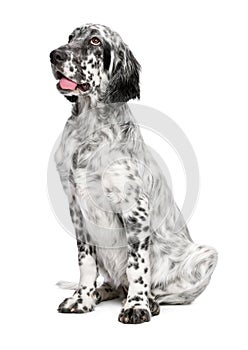 Cute 4 months old english setter puppy