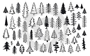 Cute abstract conifer pine fir christmas needle trees photo