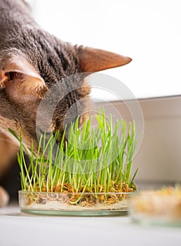 Cute Abyssinian blue-beige cat eats grass for the stomach health of pets on the windowsill. Concept of pet care and healthy food