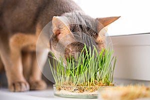 Cute Abyssinian blue and beige cat eats grass for the stomach health of pets on the windowsill. Conceptual photo of pet care and