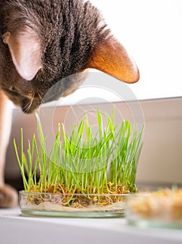 Cute Abyssinian blue and beige cat eats grass for the stomach health of pets on the windowsill. Conceptual photo of pet care and