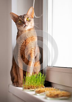 Cute Abyssinian blue and beige cat is sitting on the windowsill next to grass for the health of pets. Conceptual photo of pet care