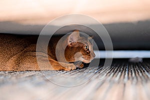 Cute Abyssiniancat hiding under the bed.