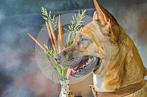Cute action with grass vase of Thai breed dog