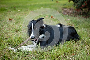Cute active black and white dog lying on green grass and gnawing a stick during hot summer day.