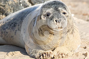 Cute adolescent gray seal pup. Grey seal portrait image