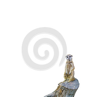 Cute adorabel meerkat standing on tree trunk isolated on a white background wild mammal from the south african desert