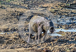 A cute and adorable African baby elephant playing in mud in Kruger national park