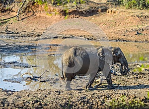 A cute and adorable African baby elephant playing in mud in Kruger national park
