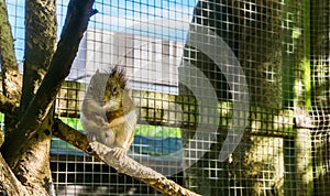 Cute and adorable american red squirrel sitting on a tree branch