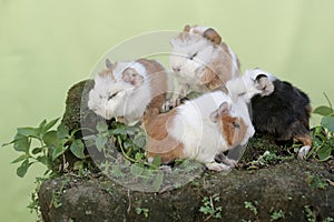 Cute and adorable appearance of a number of newborn guinea pig babies.