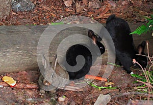 Cute Adorable Baby Bunny Rabbits Eating Apple And Carrot  In Jeacho Beach