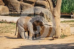 Cute adorable baby elephant having fun in ZOO.Indian elephant.Animal with long trunk,tusks,large ear flaps, massive legs