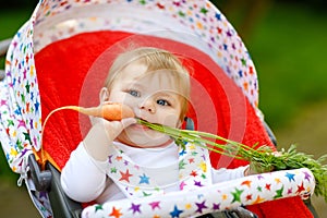 Cute adorable baby girl holding and eating fresh carrot. Beatuiful child having healthy snack. Baby girl sitting in pram