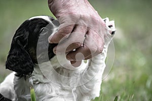 Cute adorable brittany spaniel puppy playing with man`s hand