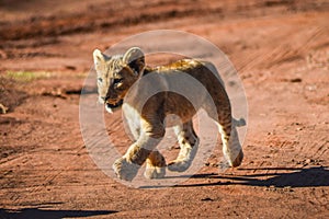 Cute and adorable brown lion cubs running and playing in a game reserve in Johannesburg South Africa