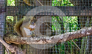 Cute adorable brown red common squirrel sitting on a branch rodent animal pet