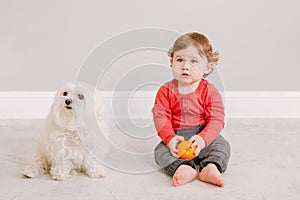 Cute adorable Caucasian baby boy eating citrus fruit. Finny child sitting with pets dogs and eating healthy organic snack. Solid