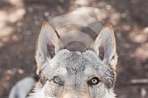Cute adorable Czechoslovakian Wolfdog dog looking directly at the camera in the park