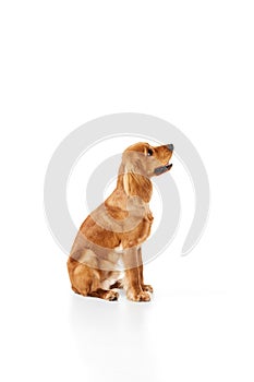 Cute, adorable dog, English cocker spaniel calmly sitting and looking isolated on white background