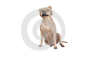 Cute adorable dog sitting on floor wearing knitted hat with pompons isolated on white background photo