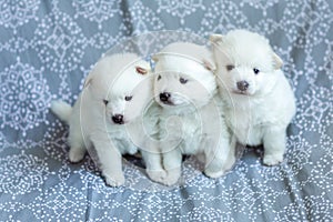 Cute adorable fluffy white spitz dog puppies