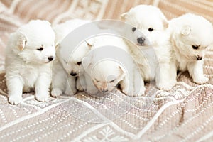 Cute adorable fluffy white spitz dog puppies