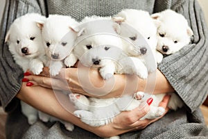 Cute adorable fluffy white spitz dog puppies in hands