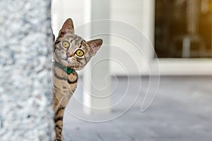 Cute adorable funny small tabby kitten peeking around wall outdoors. Beautiful young little cat playing at home backyard