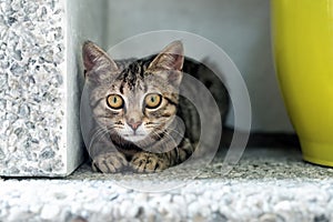 Cute adorable funny small tabby kitten sitting in dark corner while hunting or stalking outdoors. Beautiful young little cat