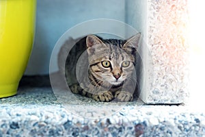 Cute adorable funny small tabby kitten sitting in dark corner while hunting or stalking outdoors. Beautiful young little cat