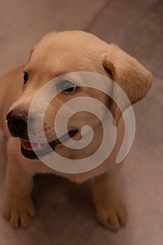 CUTE AND ADORABLE GOLDEN LABRADOR PUPPY