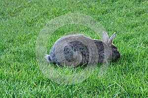 Cute adorable gray fluffy rabbit or bunny plucks green grass on the lawn in the park.