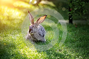 Cute adorable grey fluffy rabbit sitting on green grass lawn at backyard. Small sweet bunny sitting at meadow in green garden on