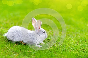Cute adorable grey fluffy rabbit sitting on green grass lawn at backyard. Small sweet white bunny walking by meadow in
