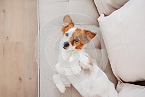 Cute adorable jack russell dog lying on sofa at home during daytime