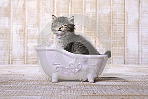 Cute Adorable Kitten in A Bathtub Relaxing