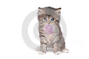 Cute Adorable Kitten Perfect for a Calendar