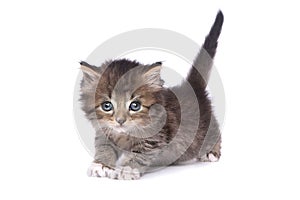 Cute Adorable Kitten Perfect for a Calendar