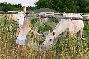 Cute adorable little blond caucasian kid girl meet beautiful white horse near wooden fence at countryside ranch or farm on summer