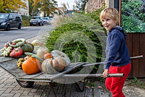 Cute adorable little blond kid boy enjoy having fun hold big rusty wheelbarrow full of many different pumpkin vegetable