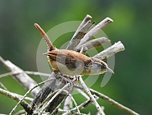 Cute adorable little Carolina Wren - Thryothorus ludovicianus - with its tail sticking