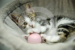cute adorable little kitten playing with a ball, in home or studio photo