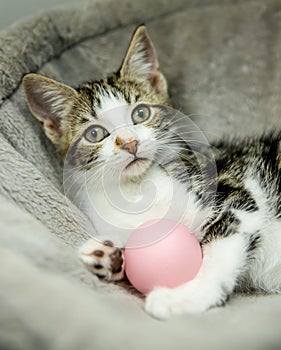 cute adorable little kitten playing with a ball, in home or studio photo