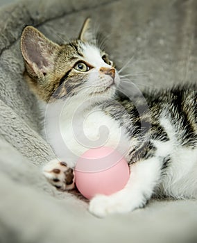 cute adorable little kitten playing with a ball, in home or studio photo